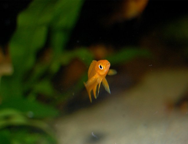 freshwater fish - neolamprologus leleupi - orange leleupi cichlid stocking in 120 gallons tank - 3cm Juvie. Neolamprologus Leleupl. freshwater fish - neolamprologus leleupi - orange leleupi cichlid stocking in 120 gallons tank - 3cm Juvie. Neolamprologus Leleupl.