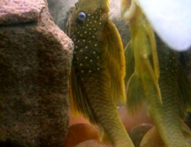 freshwater fish - ancistrinae sp. - lemon spotted green pleco (l200) stocking in 60 gallons tank - L200 lemon spotted pleco freshwater fish - ancistrinae sp. - lemon spotted green pleco (l200) stocking in 60 gallons tank - L200 lemon spotted pleco
