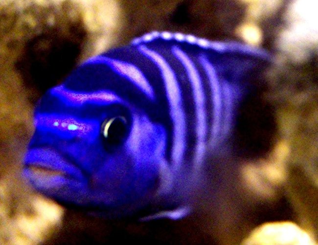 freshwater fish - pseudotropheus demasoni - demasoni cichlid stocking in 55 gallons tank - Pseudotropheus Demasoni freshwater fish - pseudotropheus demasoni - demasoni cichlid stocking in 55 gallons tank - Pseudotropheus Demasoni
