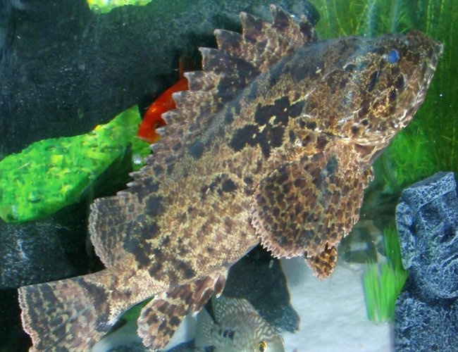 freshwater fish - notesthes robusta - bullrout stonefish stocking in 400 gallons tank - "Karn" My Bullrout Stonefish (poisonous) freshwater fish - notesthes robusta - bullrout stonefish stocking in 400 gallons tank - "Karn" My Bullrout Stonefish (poisonous)