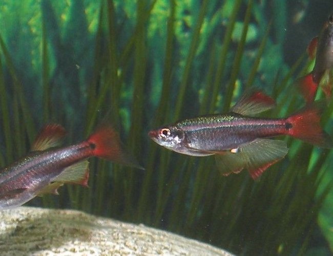 freshwater fish - tanichthys albonubes - long fin white cloud stocking in 30 gallons tank - Long Finned White Clouds freshwater fish - tanichthys albonubes - long fin white cloud stocking in 30 gallons tank - Long Finned White Clouds