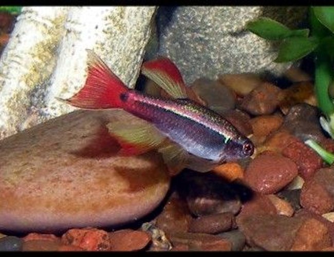 freshwater fish - tanichthys albonubes - long fin white cloud stocking in 30 gallons tank - Long Finned White Cloud freshwater fish - tanichthys albonubes - long fin white cloud stocking in 30 gallons tank - Long Finned White Cloud
