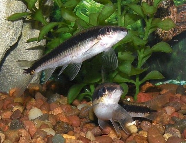 freshwater fish - crossocheilus siamensis - siamese algae eater stocking in 30 gallons tank - Siamese Algae Eater freshwater fish - crossocheilus siamensis - siamese algae eater stocking in 30 gallons tank - Siamese Algae Eater