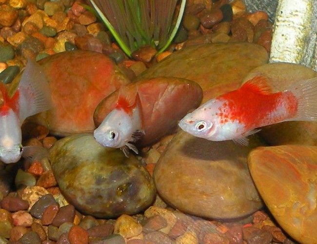 freshwater fish - xiphophorus maculatus - platy stocking in 30 gallons tank - Platys freshwater fish - xiphophorus maculatus - platy stocking in 30 gallons tank - Platys