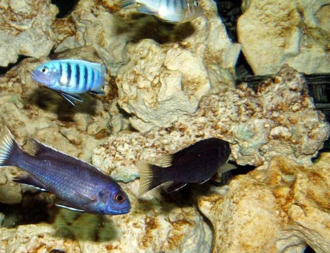 freshwater fish - pseudotropheus sp. acei ngara - white tail acei stocking in 90 gallons tank - Pseudotropheus sp. "Acei" (Ngara) (White Tail)
Cynotilapia sp. "hara" "White top" freshwater fish - pseudotropheus sp. acei ngara - white tail acei stocking in 90 gallons tank - Pseudotropheus sp. "Acei" (Ngara) (White Tail)
Cynotilapia sp. "hara" "White top"