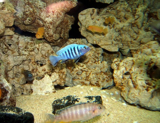 freshwater fish - pseudotropheus saulosi - saulos's mbuna stocking in 90 gallons tank - Cynotilapia sp. "hara" "White top"
Cynotilapia Afra "Jalo Reef"
Pseudothropheus Saulosi
Tropheops red fin Kakusa freshwater fish - pseudotropheus saulosi - saulos's mbuna stocking in 90 gallons tank - Cynotilapia sp. "hara" "White top"
Cynotilapia Afra "Jalo Reef"
Pseudothropheus Saulosi
Tropheops red fin Kakusa