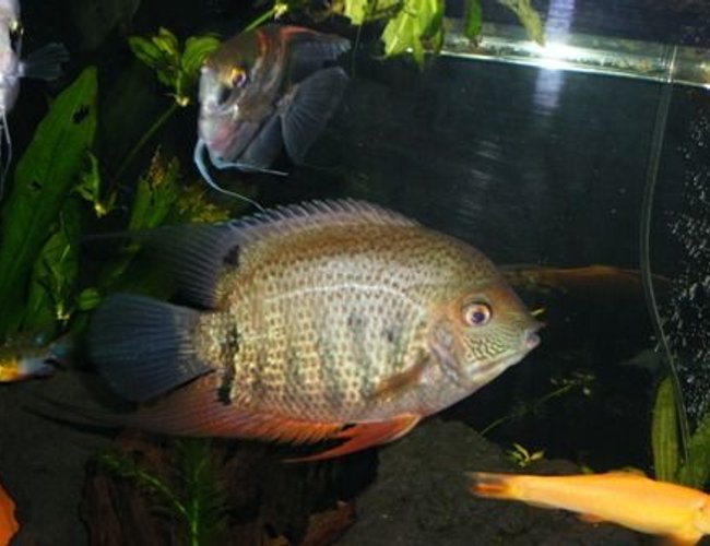 freshwater fish - heros serverus - green severum stocking in 125 gallons tank - green heros severum freshwater fish - heros serverus - green severum stocking in 125 gallons tank - green heros severum