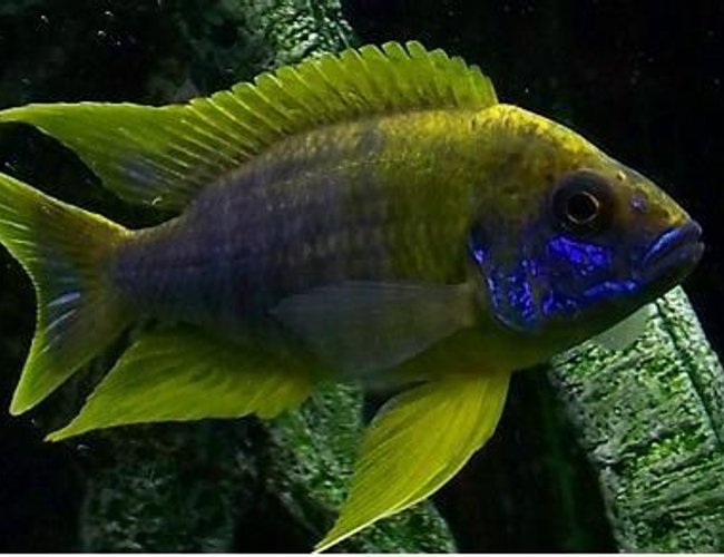 freshwater fish - aulonocara mamelela - lemon jake stocking in 54 gallons tank - Lemon Jake freshwater fish - aulonocara mamelela - lemon jake stocking in 54 gallons tank - Lemon Jake