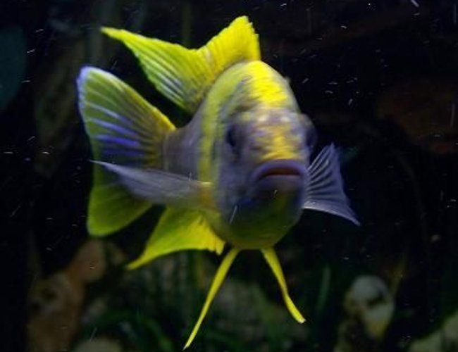freshwater fish - aulonocara mamelela - lemon jake stocking in 54 gallons tank - Lemon Jake posing for a picture. freshwater fish - aulonocara mamelela - lemon jake stocking in 54 gallons tank - Lemon Jake posing for a picture.