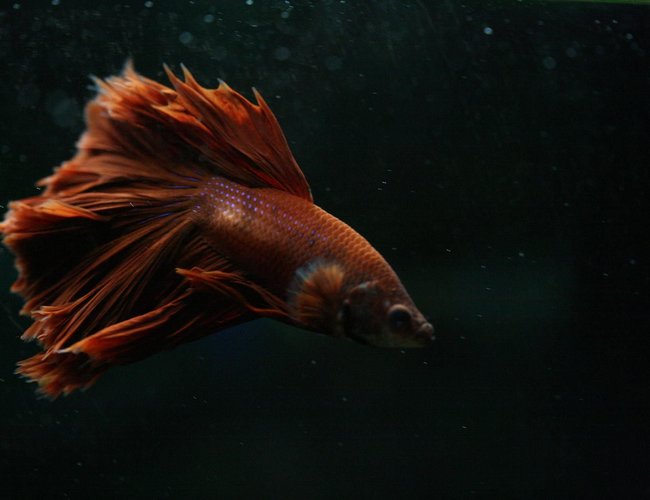 freshwater fish - betta splendens - crown tail betta stocking in 90 gallons tank - Crowntail Betta freshwater fish - betta splendens - crown tail betta stocking in 90 gallons tank - Crowntail Betta