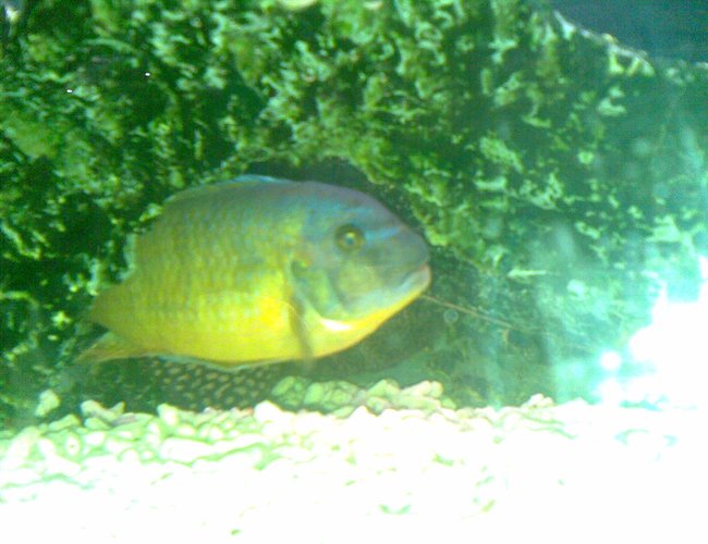 freshwater fish - cryptoheros cutteri - cutteri cichlid stocking in 53 gallons tank - Another one freshwater fish - cryptoheros cutteri - cutteri cichlid stocking in 53 gallons tank - Another one