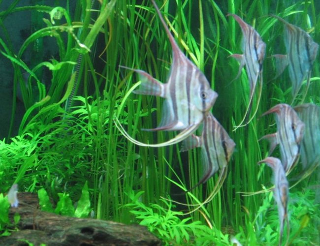 freshwater fish - pterophyllum altum - altum angel stocking in 75 gallons tank - This was my very short time keeping Altums, they lasted all of three weeks. freshwater fish - pterophyllum altum - altum angel stocking in 75 gallons tank - This was my very short time keeping Altums, they lasted all of three weeks.