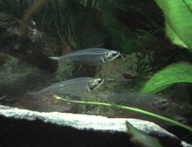 freshwater fish - kryptopterus bicirrhis - ghost glass cat stocking in 55 gallons tank - Glass Catfish freshwater fish - kryptopterus bicirrhis - ghost glass cat stocking in 55 gallons tank - Glass Catfish