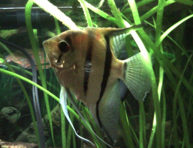 freshwater fish - pterophyllum scalare - zebra angelfish stocking in 55 gallons tank - Male Angelfish freshwater fish - pterophyllum scalare - zebra angelfish stocking in 55 gallons tank - Male Angelfish