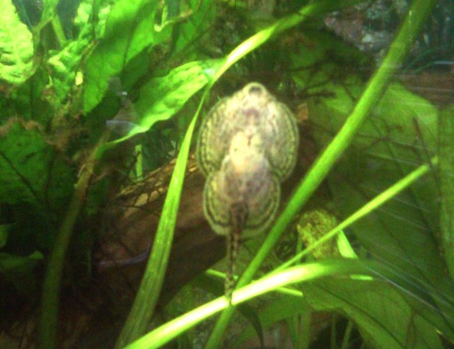 freshwater fish - beaufortia kweichowensis - butterfly hillstream loach stocking in 55 gallons tank - Reticulated Hill Stream Loach freshwater fish - beaufortia kweichowensis - butterfly hillstream loach stocking in 55 gallons tank - Reticulated Hill Stream Loach