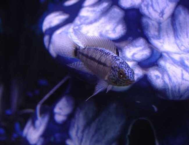 freshwater fish - apistogramma borelli - borellis dwarf cichlid stocking in 10 gallons tank - side profile of Cichlid freshwater fish - apistogramma borelli - borellis dwarf cichlid stocking in 10 gallons tank - side profile of Cichlid