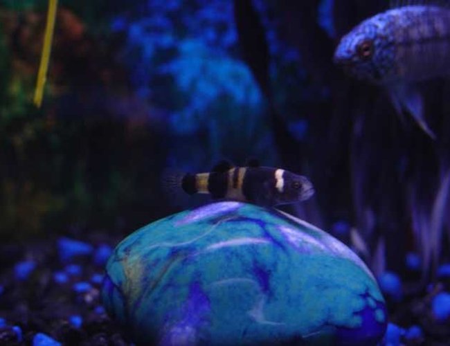 freshwater fish - brachygobius doriae - bumble bee goby stocking in 10 gallons tank - Bumblebee Goby freshwater fish - brachygobius doriae - bumble bee goby stocking in 10 gallons tank - Bumblebee Goby