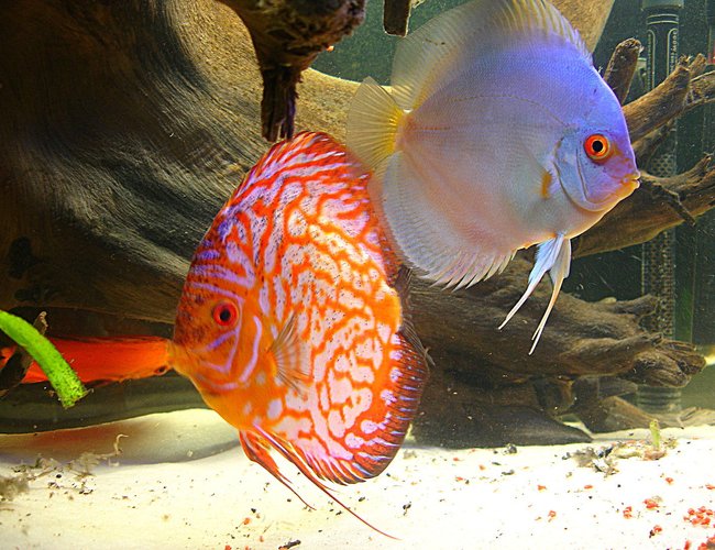 freshwater fish - symphysodon sp. - blue diamond discus stocking in 55 gallons tank - the king and queen of my tank.
unfortunately, both have passed. freshwater fish - symphysodon sp. - blue diamond discus stocking in 55 gallons tank - the king and queen of my tank.
unfortunately, both have passed.