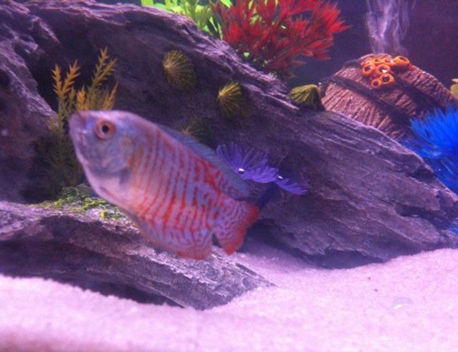 freshwater fish - colisa lalia - neon blue dwarf gourami stocking in 36 gallons tank - Neon Blue Dwarf Guarami. freshwater fish - colisa lalia - neon blue dwarf gourami stocking in 36 gallons tank - Neon Blue Dwarf Guarami.