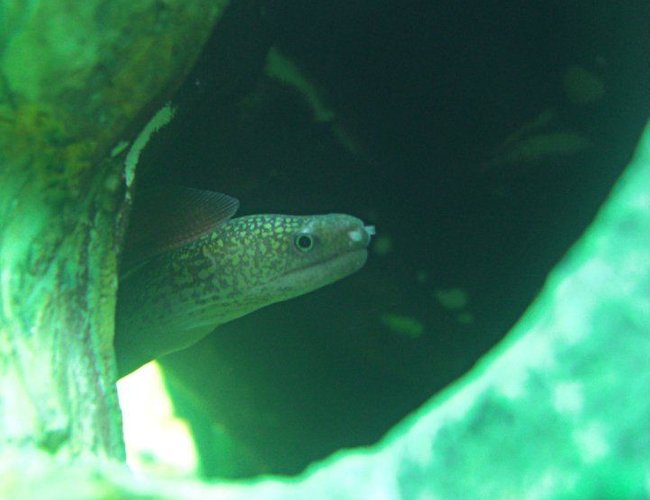 freshwater fish - echidna rhodochilus - freshwater moray eel stocking in 1200 gallons tank - Freshwater moray eel in a 120 gallon fully freshwater tank freshwater fish - echidna rhodochilus - freshwater moray eel stocking in 1200 gallons tank - Freshwater moray eel in a 120 gallon fully freshwater tank