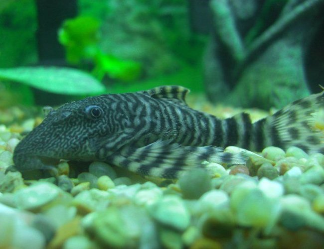 freshwater fish - peckoltia vermiculata - tiger pleco (l-02) stocking in 1200 gallons tank - Tiger Pleco! freshwater fish - peckoltia vermiculata - tiger pleco (l-02) stocking in 1200 gallons tank - Tiger Pleco!