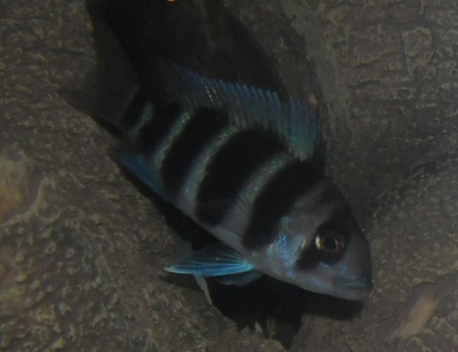 freshwater fish - cyphotilapia frontosa - frontosa cichlid stocking in 20 gallons tank - My baby Frontosa. freshwater fish - cyphotilapia frontosa - frontosa cichlid stocking in 20 gallons tank - My baby Frontosa.