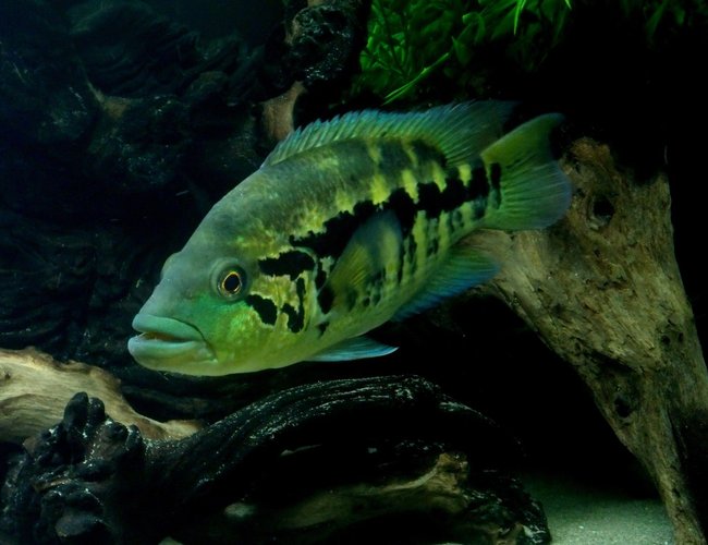 freshwater fish - parachromis dovii - wolf cichlid stocking in 150 gallons tank - Wolf Cichlid - Parachromis dovii freshwater fish - parachromis dovii - wolf cichlid stocking in 150 gallons tank - Wolf Cichlid - Parachromis dovii