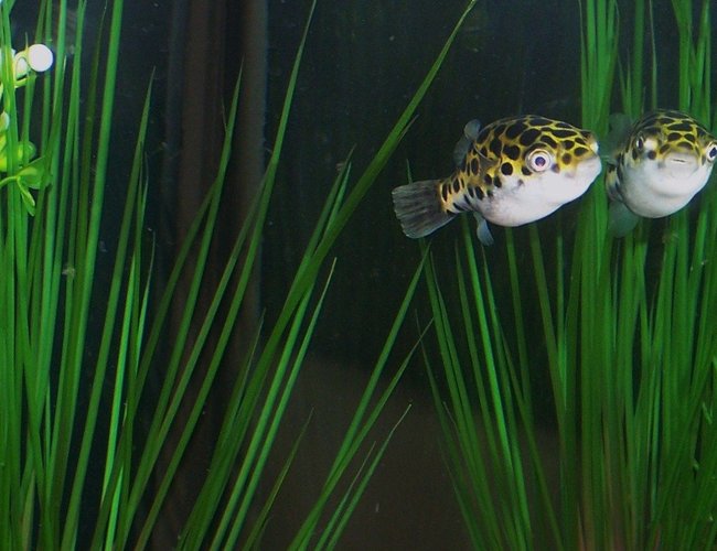 freshwater fish - tetraodon nigroviridis - green spotted puffer stocking in 55 gallons tank - Green Spotted Puffer..."Stay Puffed" For sure the smartest fish in the tank!!! Many people told me my puffer would be a major threat in my community tank but he is totally mellow and has not caused any trouble at all. This picture was taken as he descends back down to the bottom into his fav hide out to rest after playing in the bubble curtain for a good 30 minutes. I love my puff:) freshwater fish - tetraodon nigroviridis - green spotted puffer stocking in 55 gallons tank - Green Spotted Puffer..."Stay Puffed" For sure the smartest fish in the tank!!! Many people told me my puffer would be a major threat in my community tank but he is totally mellow and has not caused any trouble at all. This picture was taken as he descends back down to the bottom into his fav hide out to rest after playing in the bubble curtain for a good 30 minutes. I love my puff:)