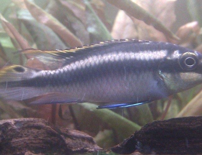 freshwater fish - pelvicachromis pulcher - kribensis cichlid stocking in 25 gallons tank - Male Kribensis freshwater fish - pelvicachromis pulcher - kribensis cichlid stocking in 25 gallons tank - Male Kribensis