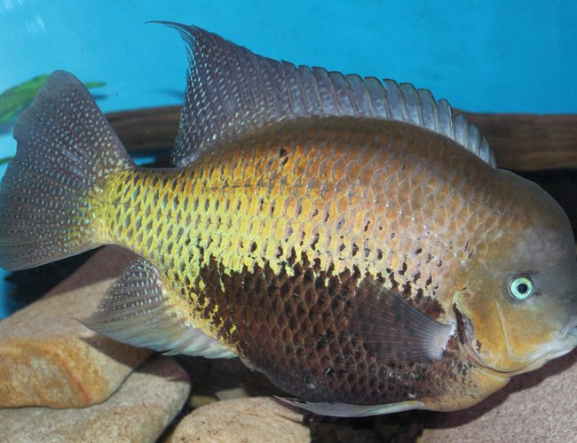 freshwater fish - cryptoheros cutteri - cutteri cichlid stocking in 200 gallons tank - My big Cichlid Coota, not sure what type though freshwater fish - cryptoheros cutteri - cutteri cichlid stocking in 200 gallons tank - My big Cichlid Coota, not sure what type though