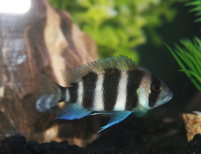 freshwater fish - cyphotilapia frontosa - frontosa cichlid stocking in 55 gallons tank - Frontosia freshwater fish - cyphotilapia frontosa - frontosa cichlid stocking in 55 gallons tank - Frontosia