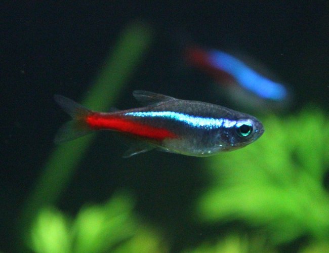 freshwater fish - paracheirodon innesi - neon tetra jumbo stocking in 29 gallons tank - neon tetra freshwater fish - paracheirodon innesi - neon tetra jumbo stocking in 29 gallons tank - neon tetra