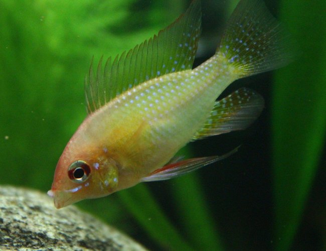 freshwater fish - mikrogeophagus ramirezi - german gold ram stocking in 29 gallons tank - golden ram freshwater fish - mikrogeophagus ramirezi - german gold ram stocking in 29 gallons tank - golden ram