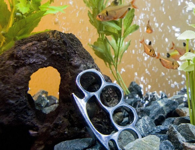 freshwater fish - hyphessobrycon callistus - red minor serpae tetra stocking in 55 gallons tank - My fish are Tough! freshwater fish - hyphessobrycon callistus - red minor serpae tetra stocking in 55 gallons tank - My fish are Tough!