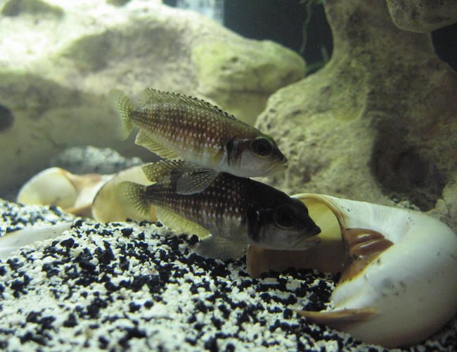 freshwater fish - lamprologus stappersi - pearly ocellatus stocking in 20 gallons tank - Male and female adult "Lamprologus stappersi" getting ready to nest. freshwater fish - lamprologus stappersi - pearly ocellatus stocking in 20 gallons tank - Male and female adult "Lamprologus stappersi" getting ready to nest.