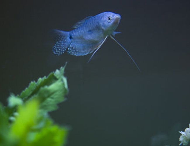 freshwater fish - trichogaster trichopterus - blue gourami stocking in 55 gallons tank - **One of my new additions to the tank--Blue Grommie freshwater fish - trichogaster trichopterus - blue gourami stocking in 55 gallons tank - **One of my new additions to the tank--Blue Grommie