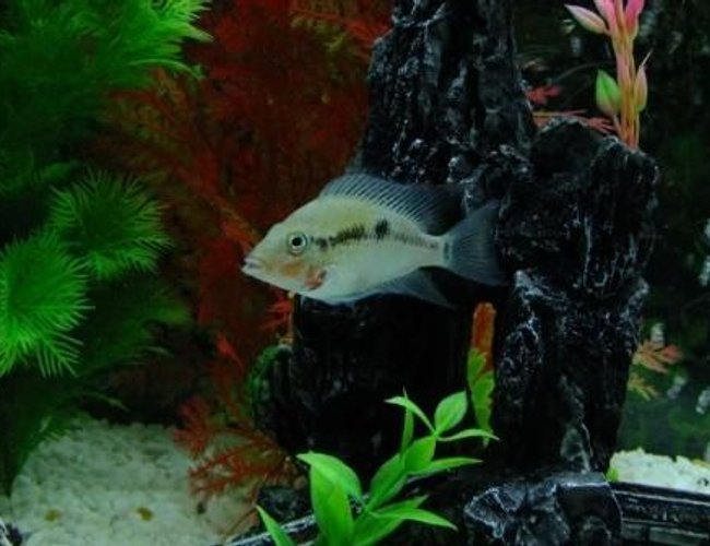 freshwater fish - thorichthys meeki - firemouth cichlid stocking in 100 gallons tank - Firemouth freshwater fish - thorichthys meeki - firemouth cichlid stocking in 100 gallons tank - Firemouth