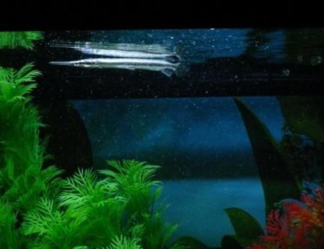 freshwater fish - lepisosteus oculatus - spotted gar stocking in 100 gallons tank - The Spotted Gar freshwater fish - lepisosteus oculatus - spotted gar stocking in 100 gallons tank - The Spotted Gar