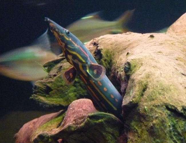 freshwater fish - mastacembelus erythrotaenia - fire eel stocking in 200 gallons tank - Fire Eel freshwater fish - mastacembelus erythrotaenia - fire eel stocking in 200 gallons tank - Fire Eel