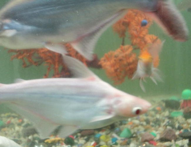 freshwater fish - galeocerdo cuvier - tiger shark stocking in 68 gallons tank - both albino and black tiger shark freshwater fish - galeocerdo cuvier - tiger shark stocking in 68 gallons tank - both albino and black tiger shark