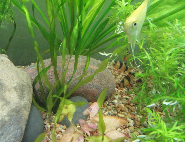 freshwater fish - botia macracantha - clown loach stocking in 55 gallons tank - clown loach freshwater fish - botia macracantha - clown loach stocking in 55 gallons tank - clown loach