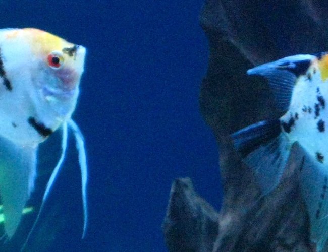 freshwater fish - pterophyllum sp. - koi angel stocking in 135 gallons tank - My koi angels freshwater fish - pterophyllum sp. - koi angel stocking in 135 gallons tank - My koi angels