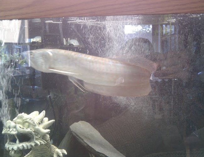 freshwater fish - osteoglossum bicirrhosum - silver arowana stocking in 125 gallons tank - Silky Johnson my Silver Arowana freshwater fish - osteoglossum bicirrhosum - silver arowana stocking in 125 gallons tank - Silky Johnson my Silver Arowana