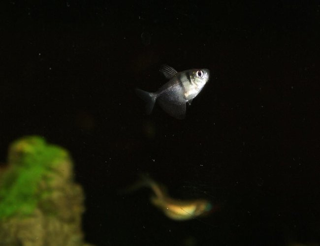 freshwater fish - gymnocorymbus sp. - black skirt tetra stocking in 65 gallons tank - My Black Skirt Tetra just hanging out freshwater fish - gymnocorymbus sp. - black skirt tetra stocking in 65 gallons tank - My Black Skirt Tetra just hanging out