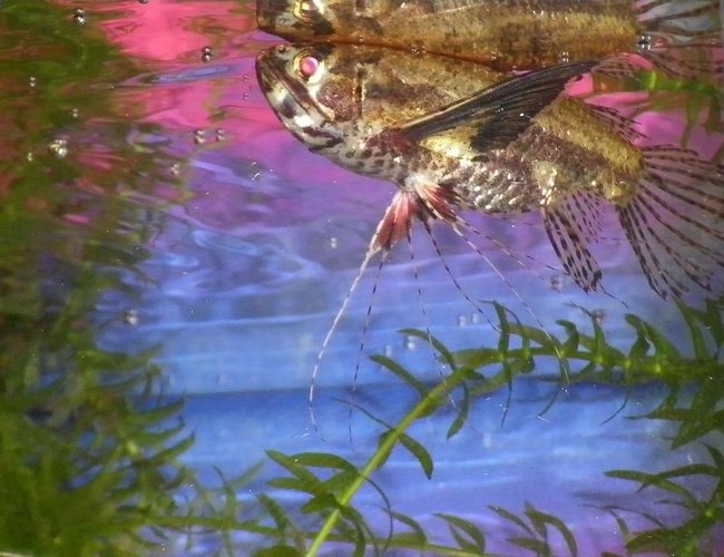 freshwater fish - pantodon buchholzi - african butterflyfish stocking in 29 gallons tank - Grossy, my African butterfly fish. freshwater fish - pantodon buchholzi - african butterflyfish stocking in 29 gallons tank - Grossy, my African butterfly fish.