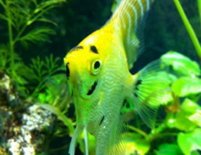 freshwater fish - pterophyllum sp. - koi angel stocking in 55 gallons tank - My angle fish. I'm lucky it loves the camera. when I hold the camera to the tank she just swims over. freshwater fish - pterophyllum sp. - koi angel stocking in 55 gallons tank - My angle fish. I'm lucky it loves the camera. when I hold the camera to the tank she just swims over.