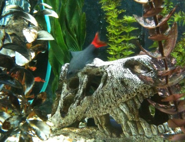 freshwater fish - epalzeorhynchos bicolor - redtail shark stocking in 65 gallons tank - red tailed shark freshwater fish - epalzeorhynchos bicolor - redtail shark stocking in 65 gallons tank - red tailed shark