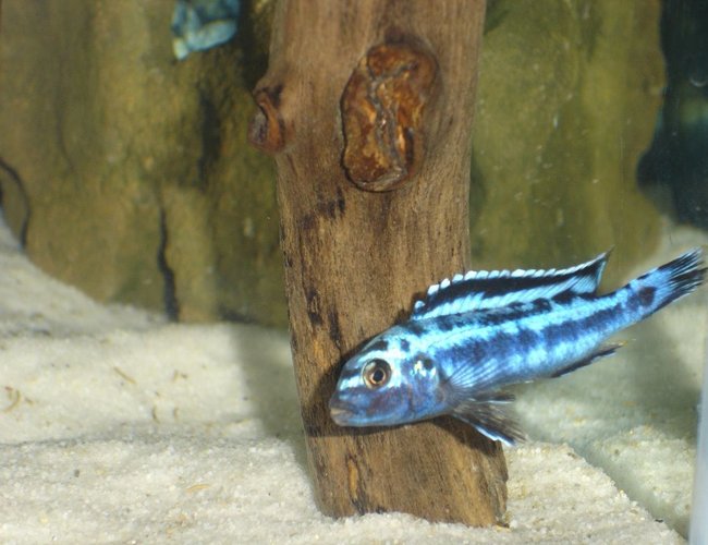 freshwater fish - melanochromis cyaneorhabdos - maingano cichlid stocking in 55 gallons tank - Melanochromis cyaneorhabdos freshwater fish - melanochromis cyaneorhabdos - maingano cichlid stocking in 55 gallons tank - Melanochromis cyaneorhabdos