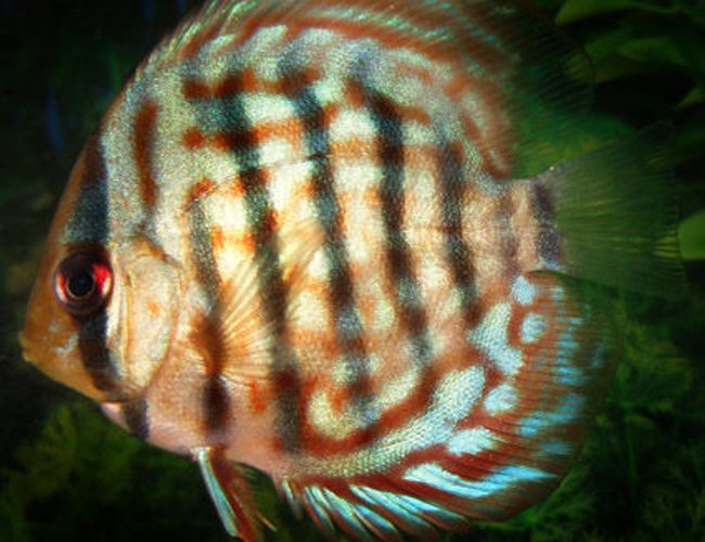 freshwater fish - symphysodon sp. - checkerboard discus stocking in 60 gallons tank freshwater fish - symphysodon sp. - checkerboard discus stocking in 60 gallons tank