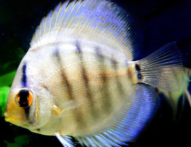 freshwater fish - symphysodon sp. - blue diamond discus stocking in 60 gallons tank - my little blue diamond discus freshwater fish - symphysodon sp. - blue diamond discus stocking in 60 gallons tank - my little blue diamond discus